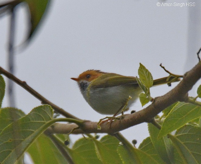 Rufous-faced Warbler - ML378797191