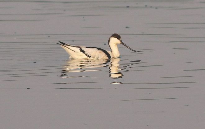 Pied Avocet - ML378797251