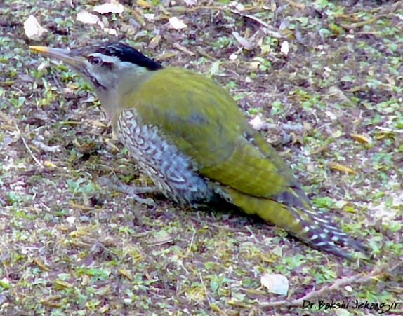 Scaly-bellied Woodpecker - ML378797411