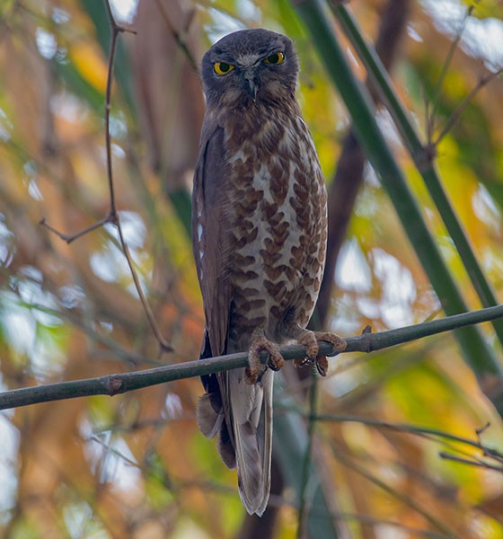 Brown Boobook - ML378797811