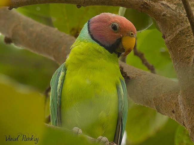 Plum-headed Parakeet - Pankaj Maheria