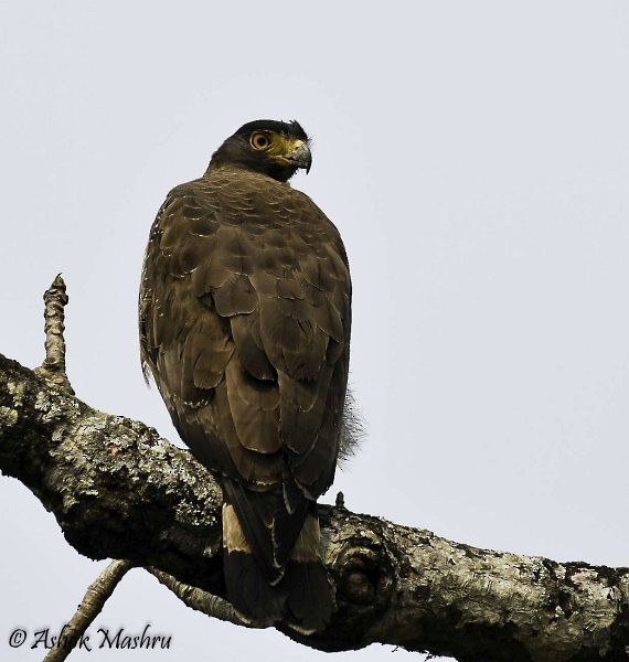 Crested Serpent-Eagle (Crested) - Ashok Mashru