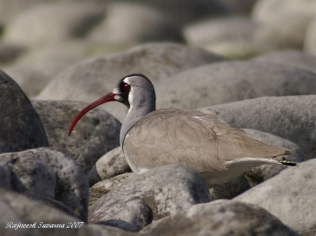 Ibisbill - ML378798611