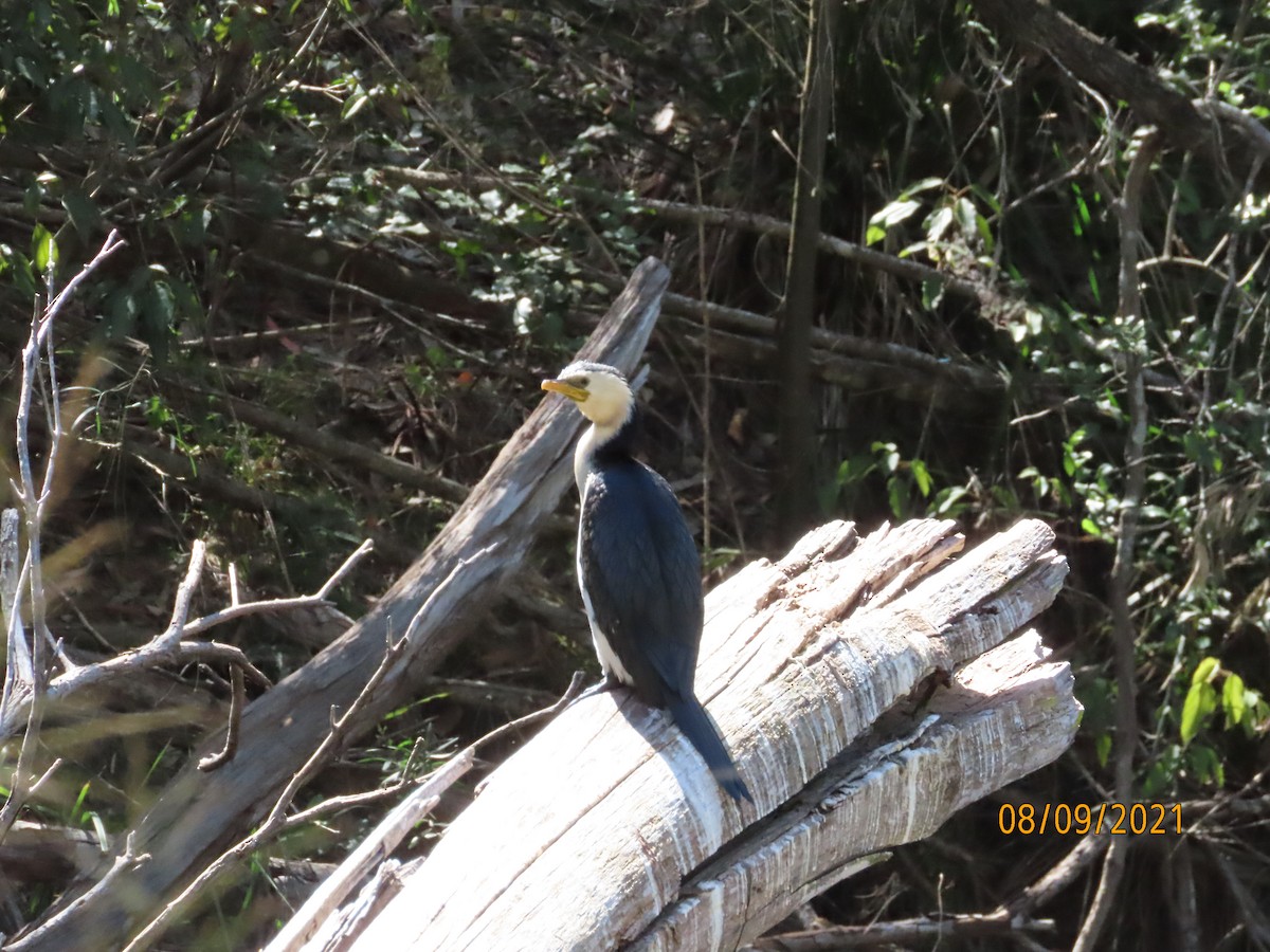 kormorán černobílý - ML378799361