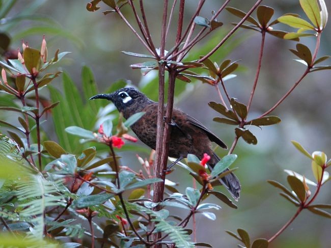 White-eared Myza - Erwin Collaerts