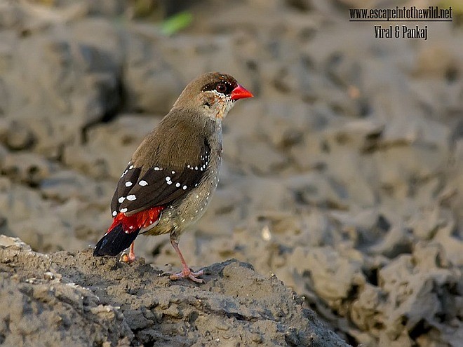 Red Avadavat (Red-bellied) - ML378800381