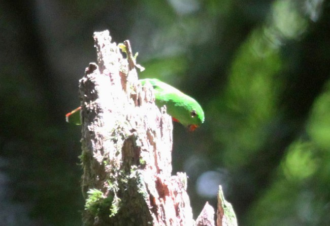 Wallace's Hanging-Parrot - ML378800431