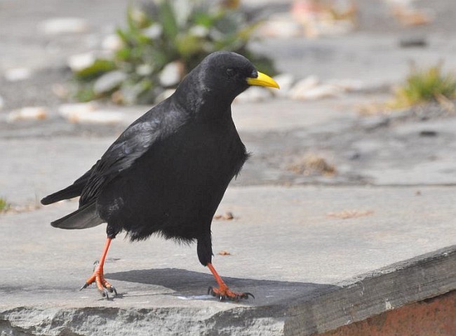 Yellow-billed Chough - ML378801081