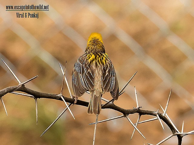 Baya Weaver - ML378801521