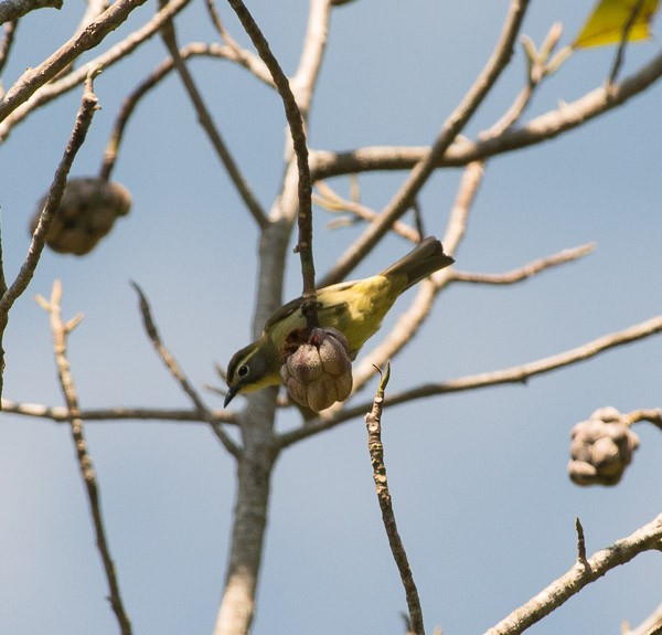 White-browed White-eye - ML378801811