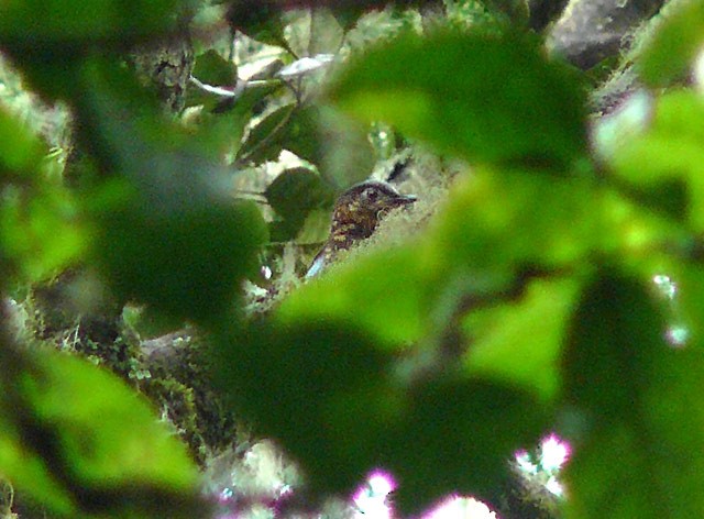 Sumatran Cochoa - ML378801951