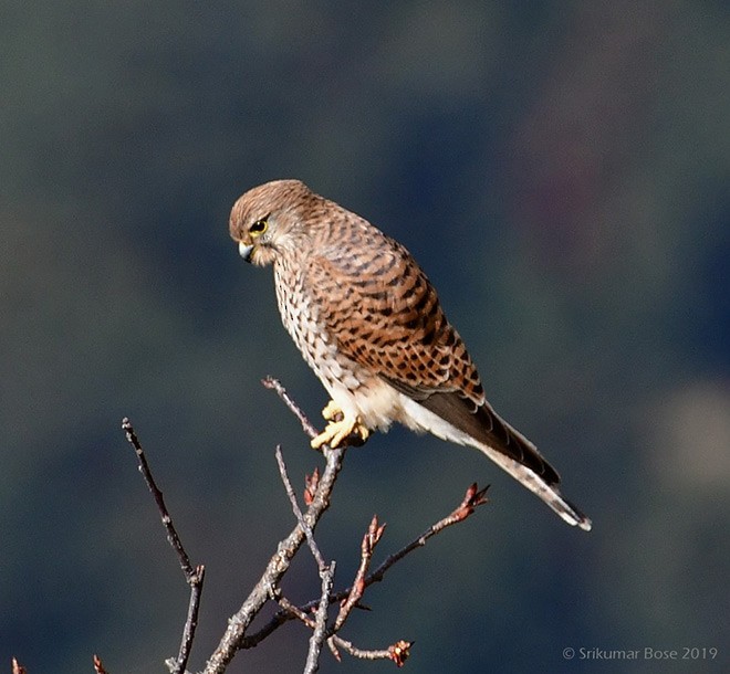 Eurasian Kestrel - Srikumar  Bose