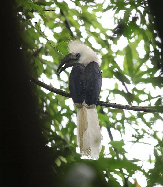 White-crowned Hornbill - ML378804431