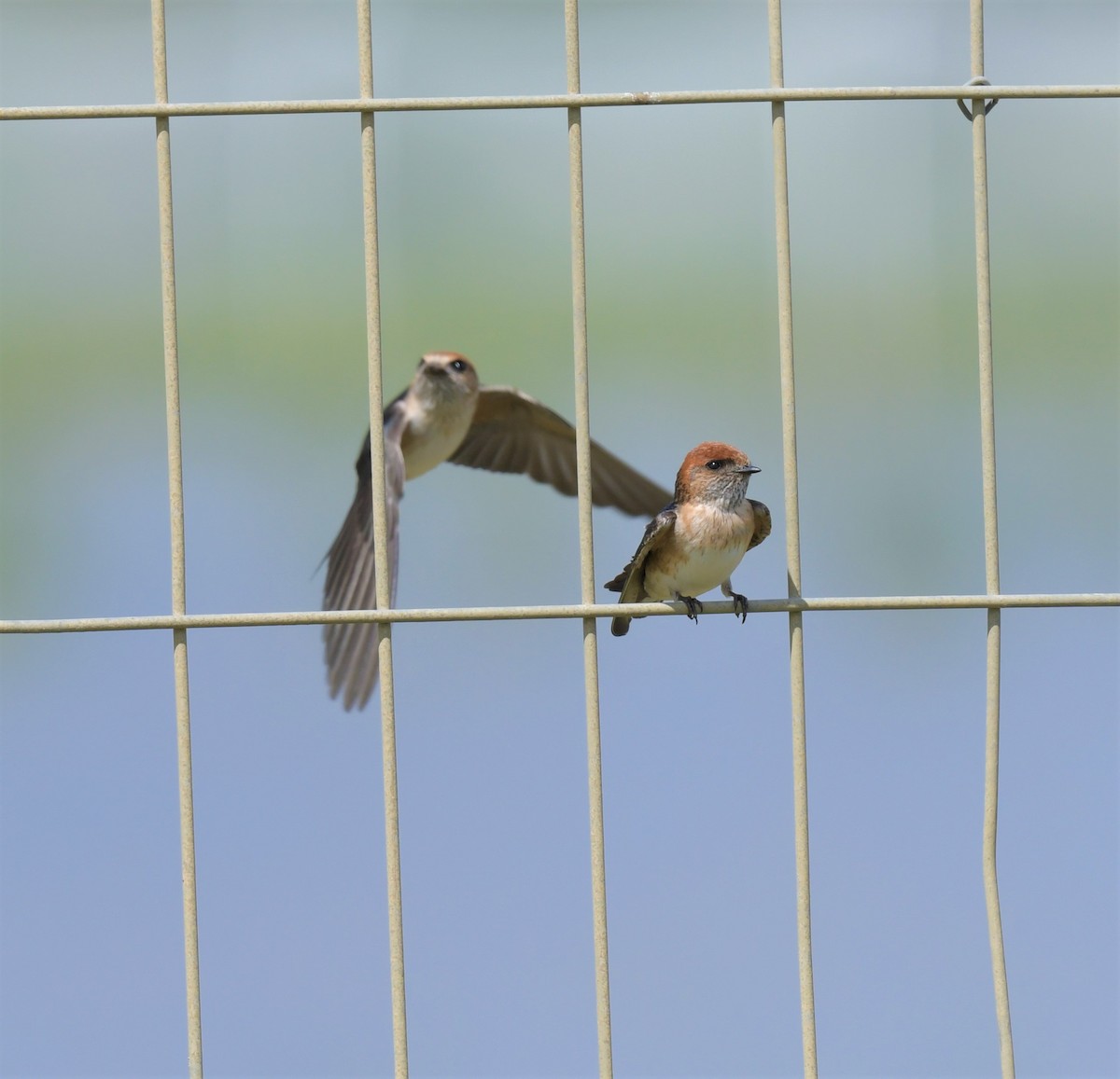 Fairy Martin - ML378805121