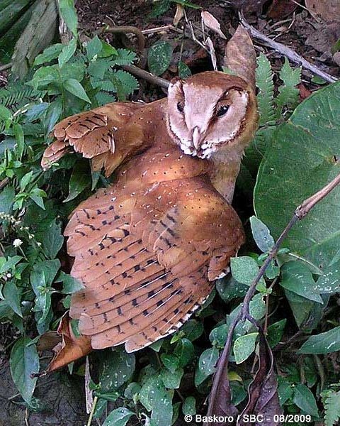 Oriental Bay-Owl - Karyadi Baskoro