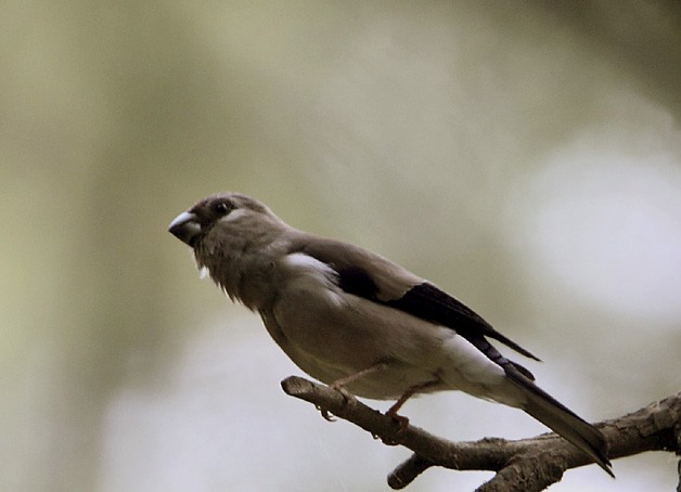 Brown Bullfinch (Brown) - Gobind Sagar Bhardwaj