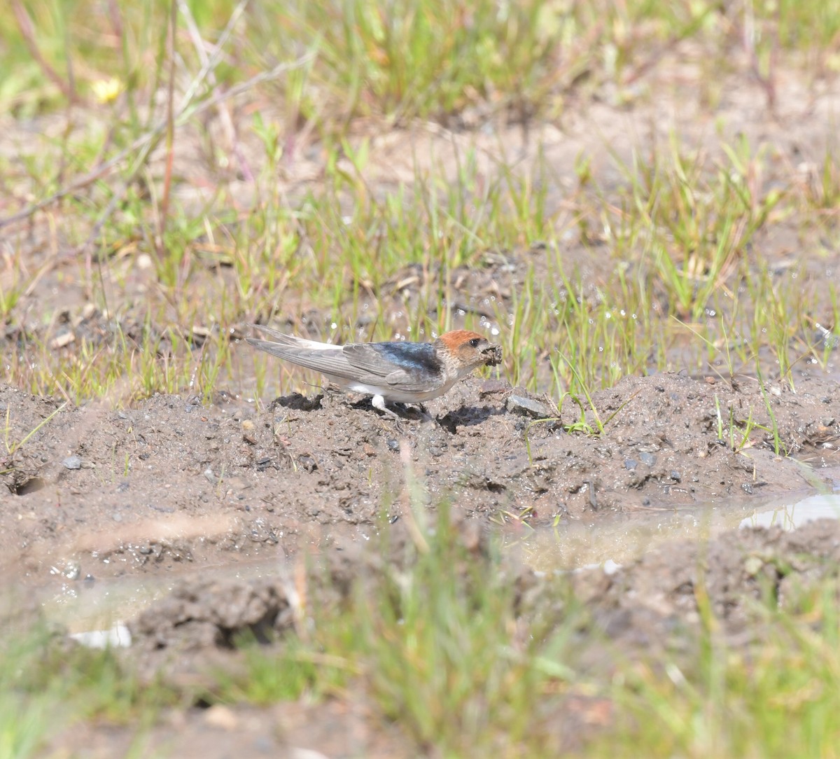 Fairy Martin - ML378805641