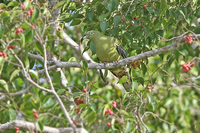 Timor Yeşil Güvercini - ML378805661