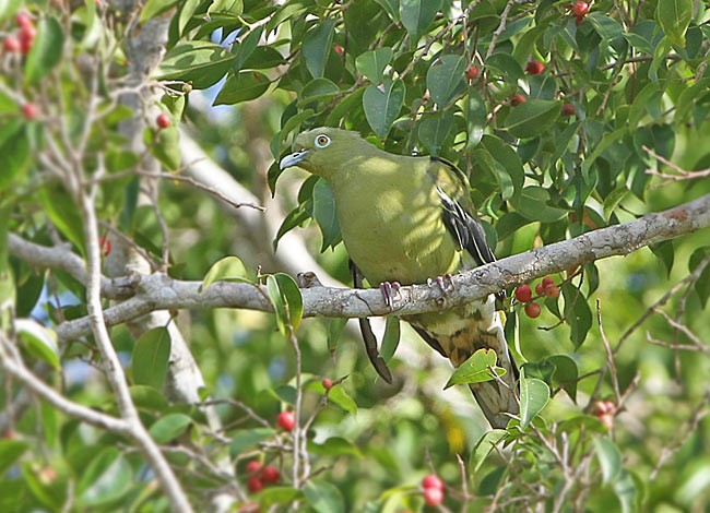 Timor Yeşil Güvercini - ML378805671