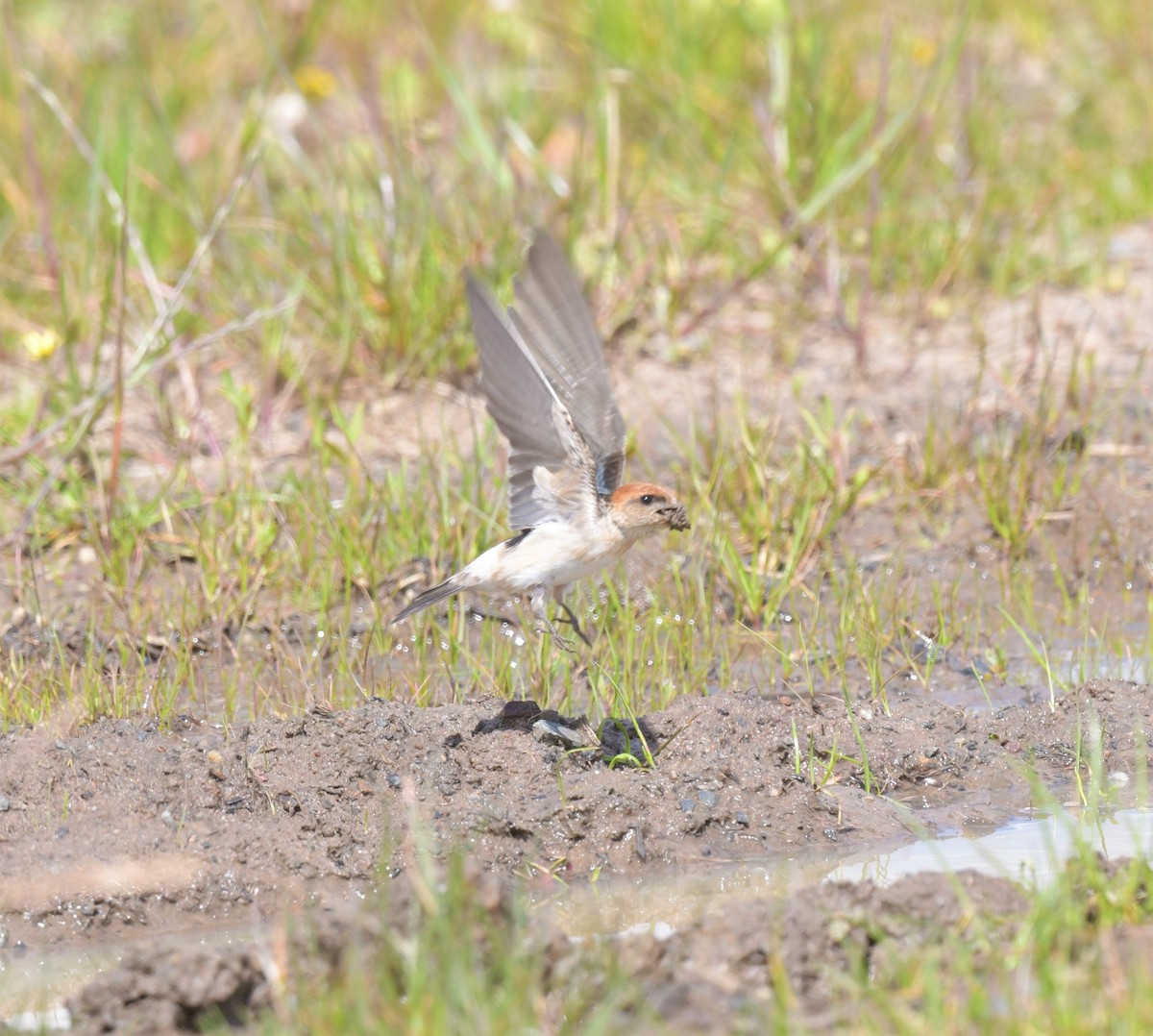 Fairy Martin - ML378805721