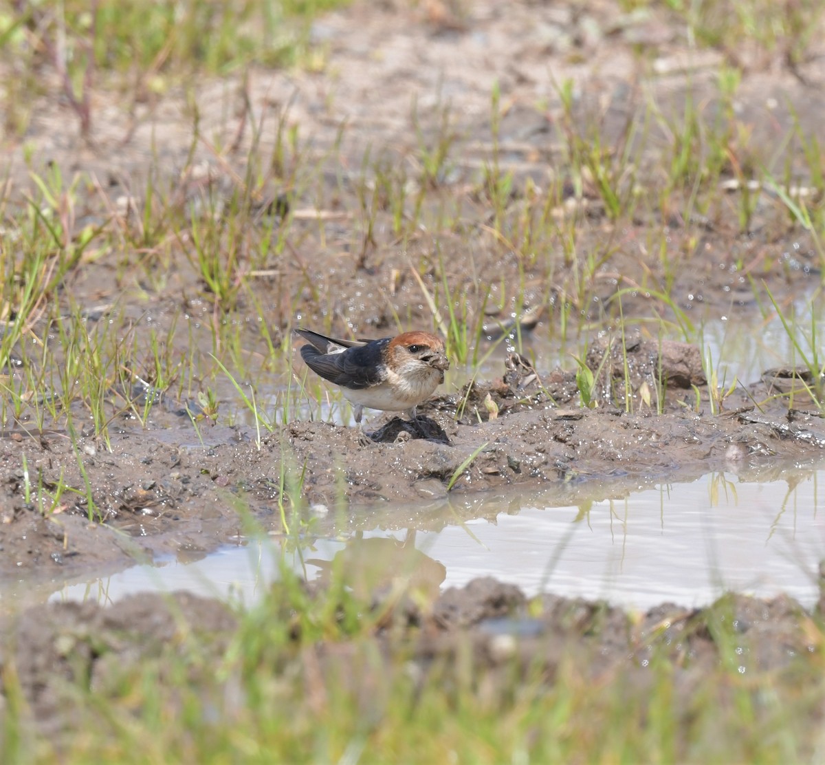 Fairy Martin - ML378805821