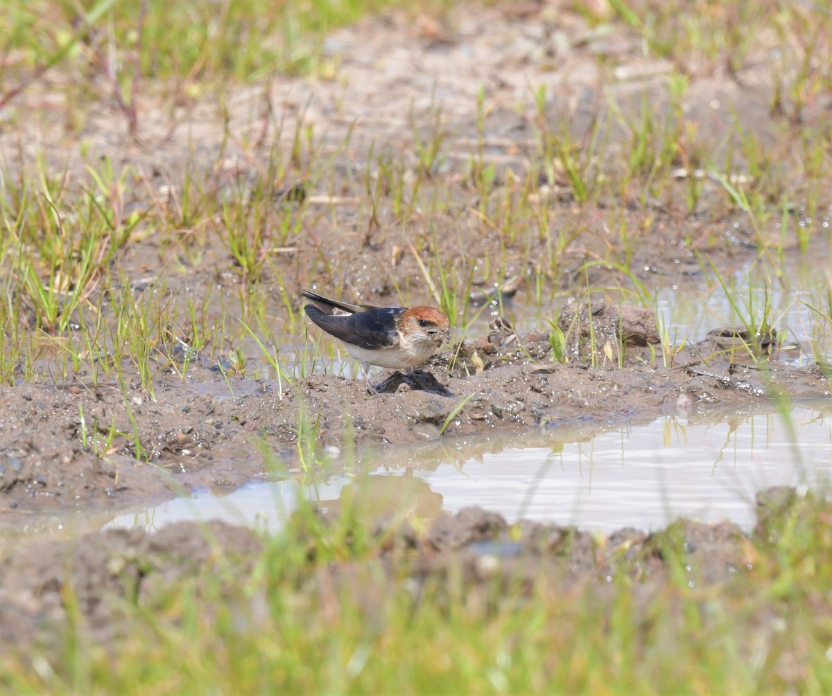 Fairy Martin - ML378806011