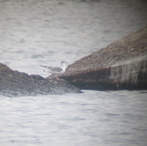 Bonaparte's Gull - Michael Doyle