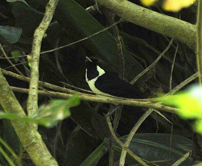 Black-tipped Monarch - Jon Hornbuckle