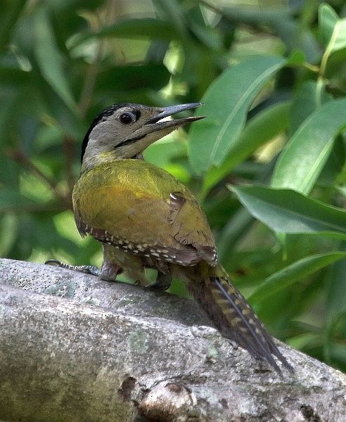 Gray-headed Woodpecker (Black-naped) - Kaajal Dasgupta