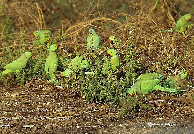 Rose-ringed Parakeet - ML378807281