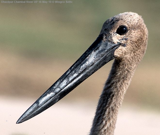 Black-necked Stork - ML378807471