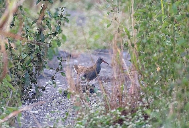 Water Rail - ML378808691