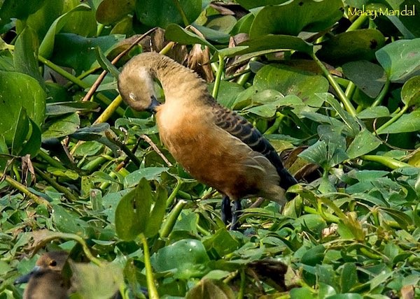 Lesser Whistling-Duck - ML378809021