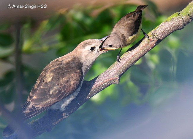 Little Bronze-Cuckoo (Little) - Amar-Singh HSS