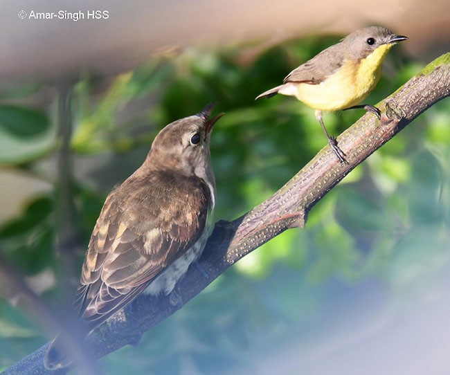 Little Bronze-Cuckoo (Little) - Amar-Singh HSS