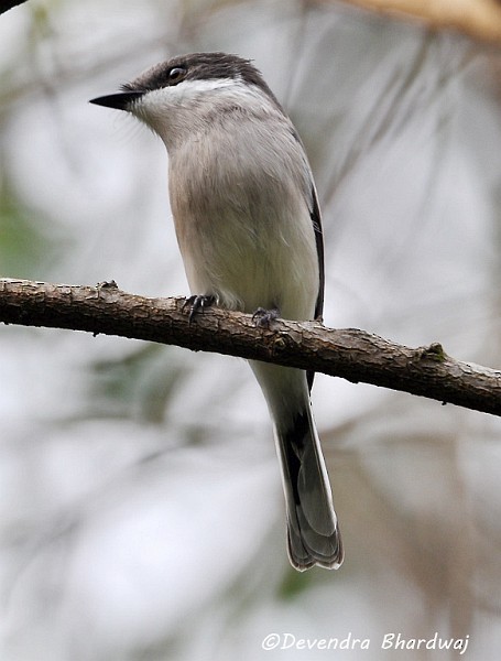 Bar-winged Flycatcher-shrike - ML378809801