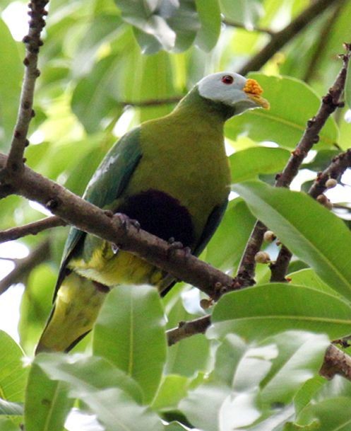 Carunculated Fruit-Dove - ML378811491