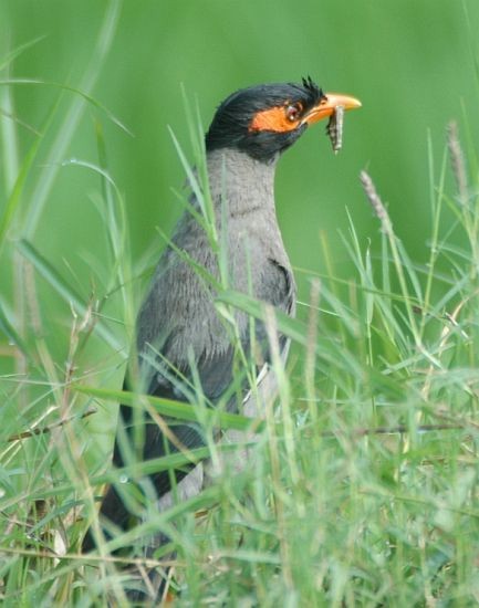 Bank Myna - Rajesh Shah