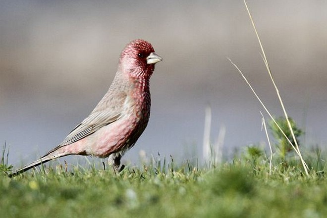 Great Rosefinch - ML378812221