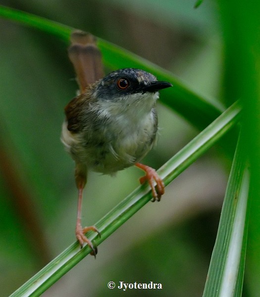 Gray-crowned Prinia - ML378812381