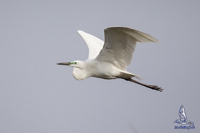 Great Egret (modesta) - ML378812441