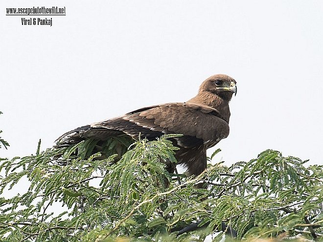 Indian Spotted Eagle - Pankaj Maheria