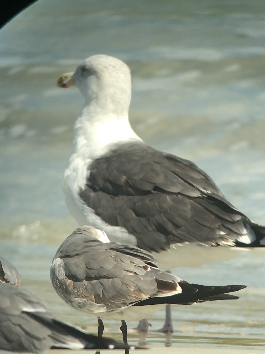 Great Black-backed Gull - David Simpson