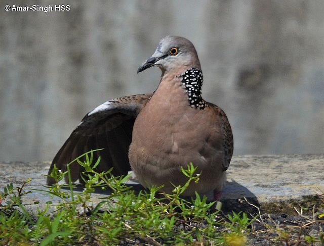 Spotted Dove (Eastern) - ML378814151