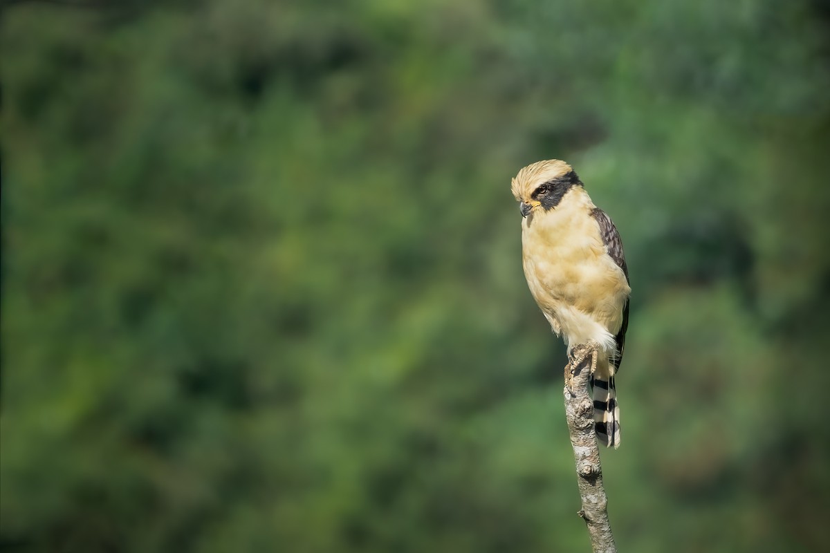 Laughing Falcon - ML378814191