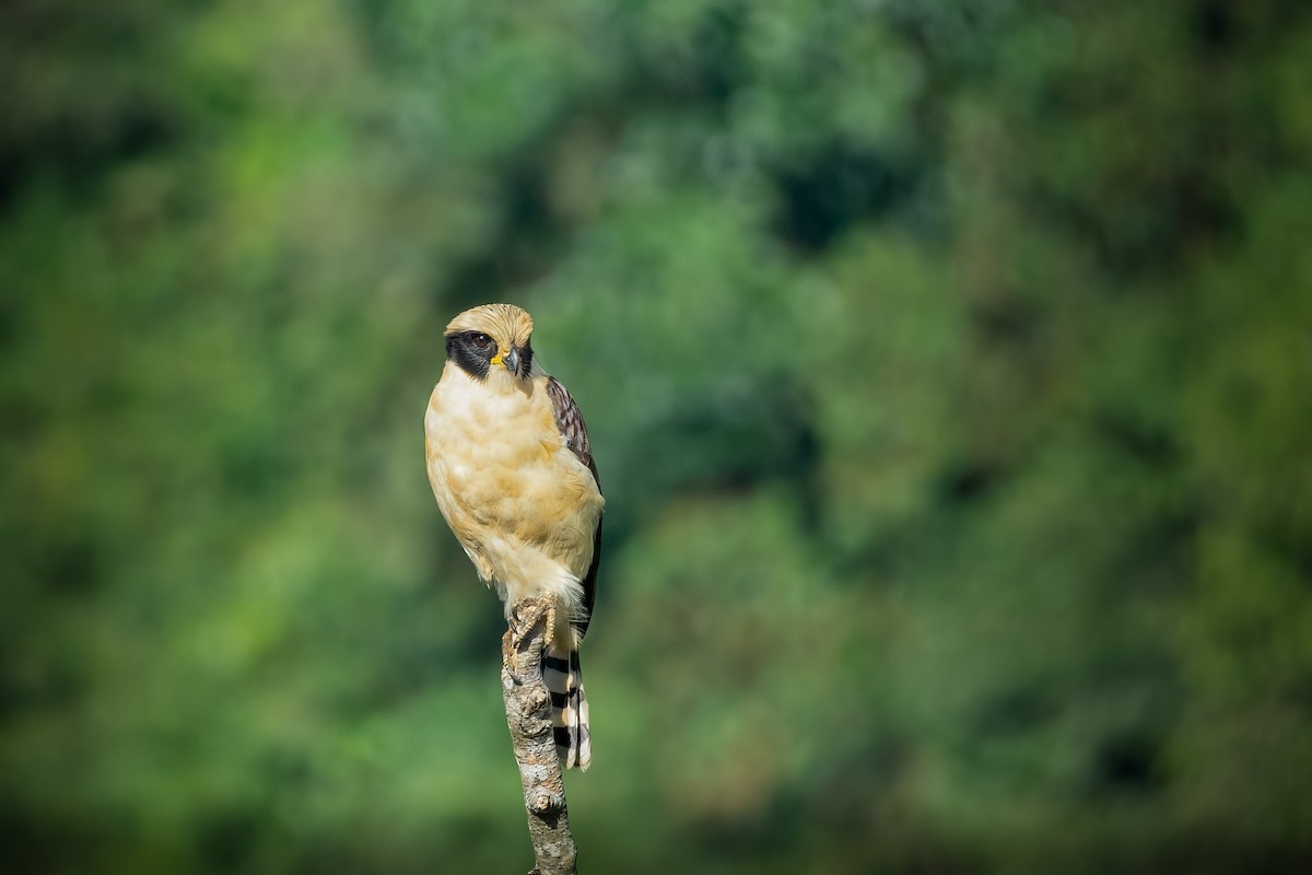 Laughing Falcon - ML378814211