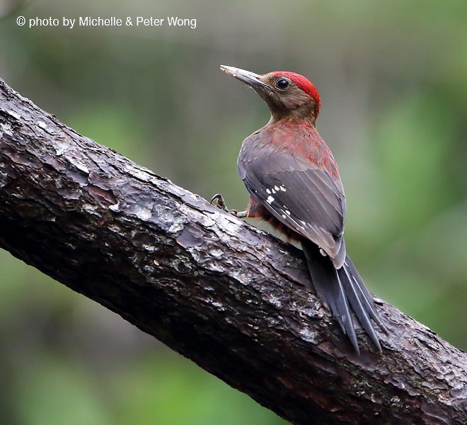 Okinawa Woodpecker - Michelle & Peter Wong