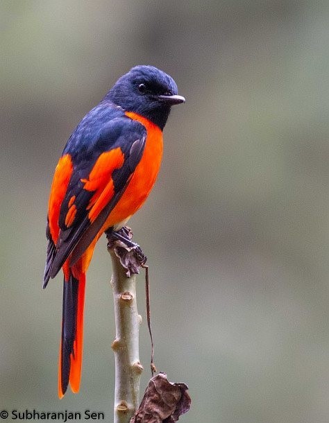 Scarlet Minivet (Scarlet) - ML378814941