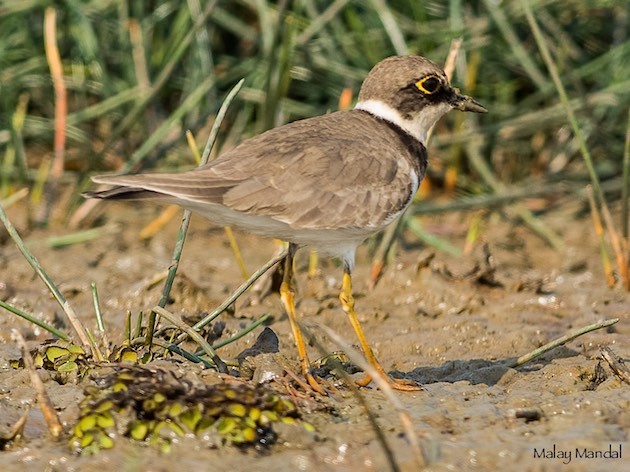 Little Ringed Plover - Malay Mandal