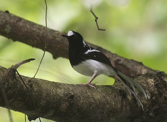 Spotted Forktail - ML378815461